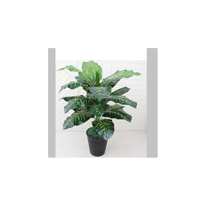 cây vạn niên thanh giả 100cm lá đốm vàng